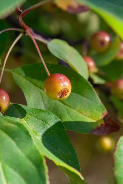 熱刺面臨重 熱刺面臨重