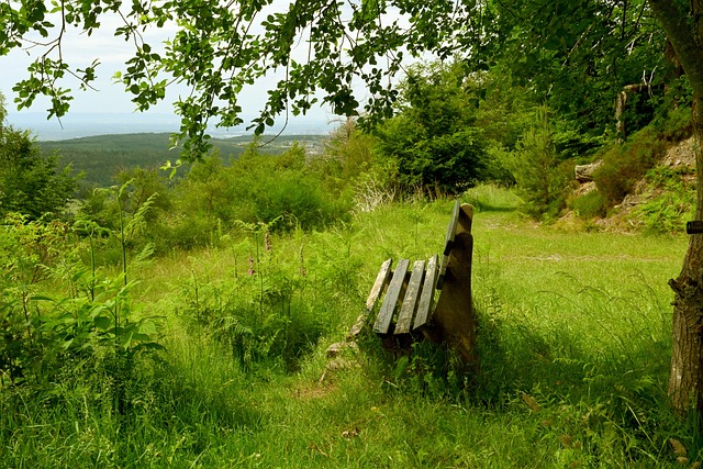 店已然是素 店已然是素